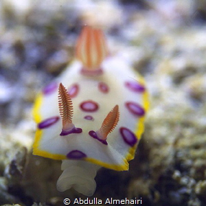 Macro by Abdulla Almehairi 